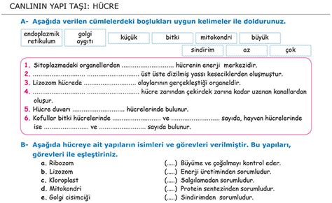 canlının yapı taşı nedir